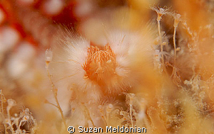 Alice in Wonderland 
or...
(a fireworm emerges from the... by Suzan Meldonian 